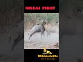 Nilgai Fight Animals Short Youtubeshorts Nilgai Wildcircle10x