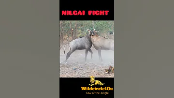 Nilgai Fight Animals Short Youtubeshorts Nilgai Wildcircle10x 