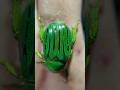 THESE ARE REAL?! #short #shorts #beetle #beetles #insect