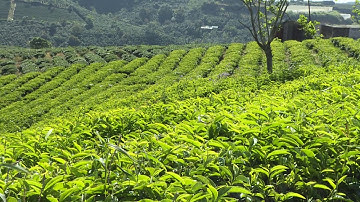 THÁI NGUYÊN THÚC ĐẨY SẢN XUẤT CHÈ THEO HƯỚNG AN TOÀN, HỮU CƠ