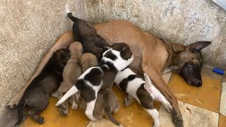 6 little puppies have their drink by Rattana & Sumvang 1,722 views 3 years ago 2 minutes, 49 seconds