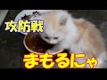 【超可愛い】餌を必死で守る子猫。食べてるネコに横取りしようとすると・・・