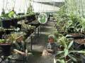 Nepenthes highland nurseries  borneo exotics part 1