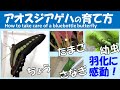 アオスジアゲハの育て方 卵 孵化 羽化 飼育方法 居場所 餌 アゲハチョウ アゲハ蝶 捕まえ方 採集 青虫 幼虫 how to take care of a bluebottle butterfly