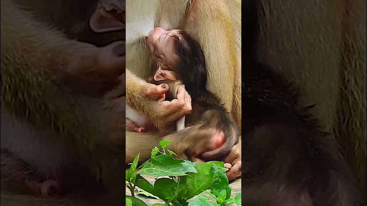 Baby monkey Brady#02