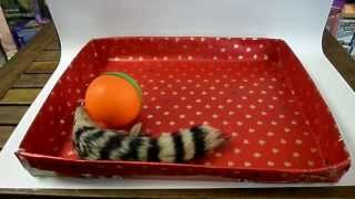 Ttothefourth Weasel Ball Rolling Spinning Furry Fun Toy Great For Dogs Cats Pets