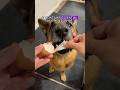 🛑Stop throwing away eggshells #shorts #dog #dogs #germanshepherd
