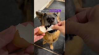Celebrity 🛑Stop throwing away eggshells #shorts #dog #dogs #germanshepherd Wealth