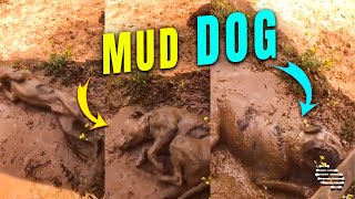 Dog Ignored Owner and Kept Rolling around Mud