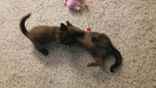 Burmese kittens playing screenshot 3