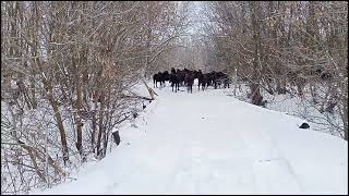 переводим лошадей на зимнее содержания. пастбищный сезон закрыт