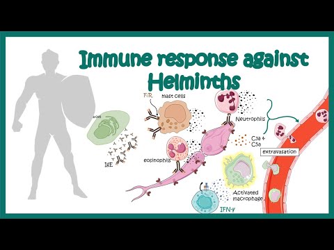 Video: Helminths - Causes And Symptoms Of Helminth Infection