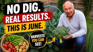 This Is What a No Dig Garden Looks Like in June — The Results Are In