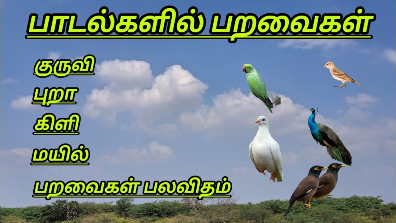 பாடல்களில் பறவைகள் 🎶🐦🕊️🦚🐦‍⬛#tamil #tamilsong #birds 
