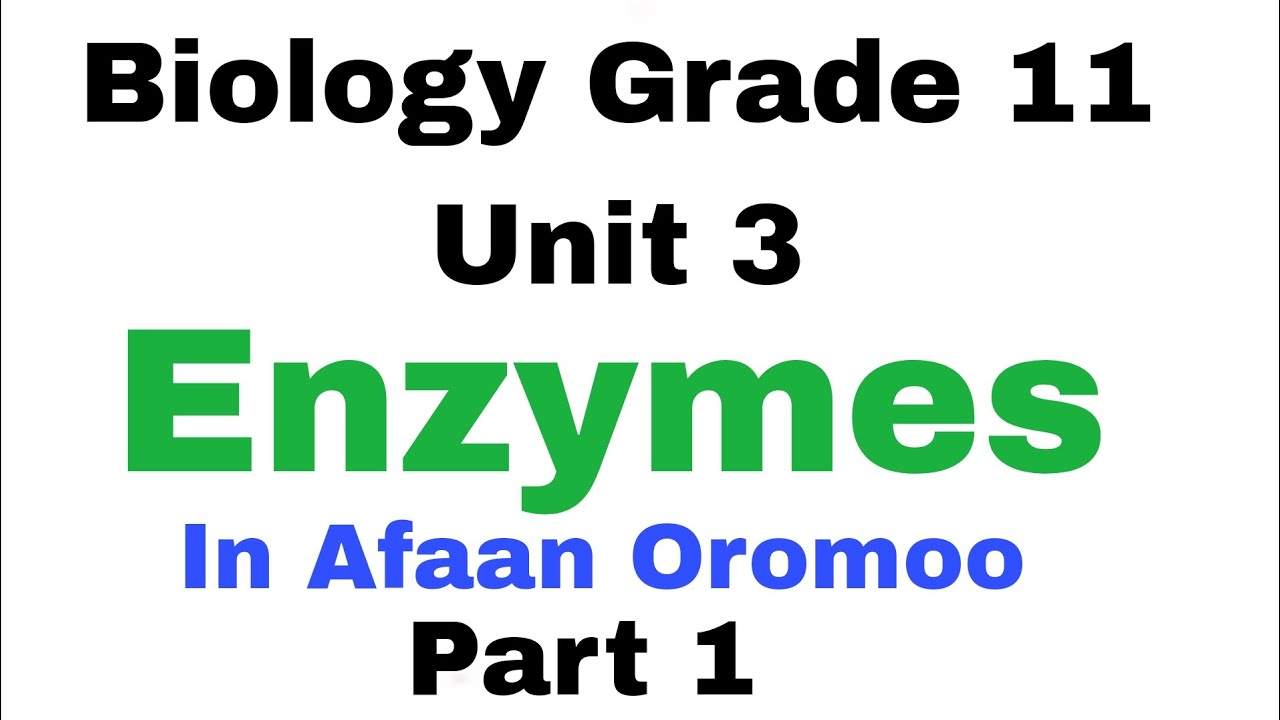 Biology Grade 11 unit 3 Enzymes In Afaan Oromoo - YouTube