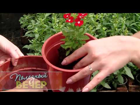 Какие цветы посадить на балконе Какие цветы посадить на балконе