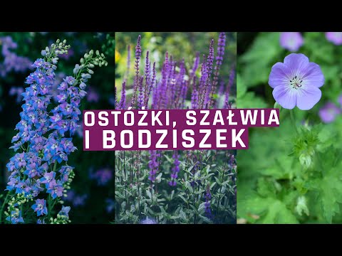 Wideo: 10 Leczniczych Nowości W Przydomowych Ogrodach