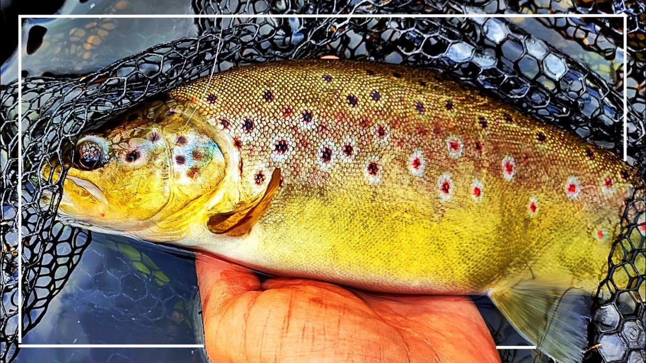 DOWIESZ SIĘ z TEGO FILMU jak ZŁOWIĆ DZIKIE PSTRĄGI w NIEWIELKIEJ rzece? wędkarstwo 2023