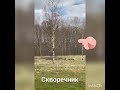 Хищник. Курильский бобтейл. #курильскийбобтейл