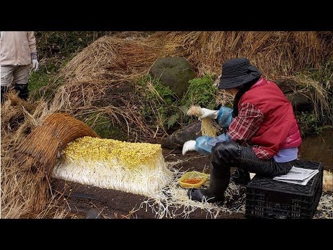 Japan Giant Bean Sprout Farming and Harvesting - Amazing Japan Agriculture Technology