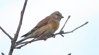 Коноплянка. ( Carduelis cannabina ) Коноплянка. ( Carduelis cannabina )