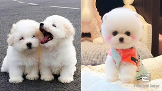 Funny Dogs Video 🤣🤣

Baby Dogs - Cute and Funny Dog Videos by Viral Tech Hub 204 views 3 years ago 5 minutes, 9 seconds