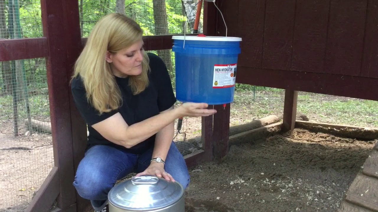 How to Get Started With Raising Backyard Chickens - YouTube