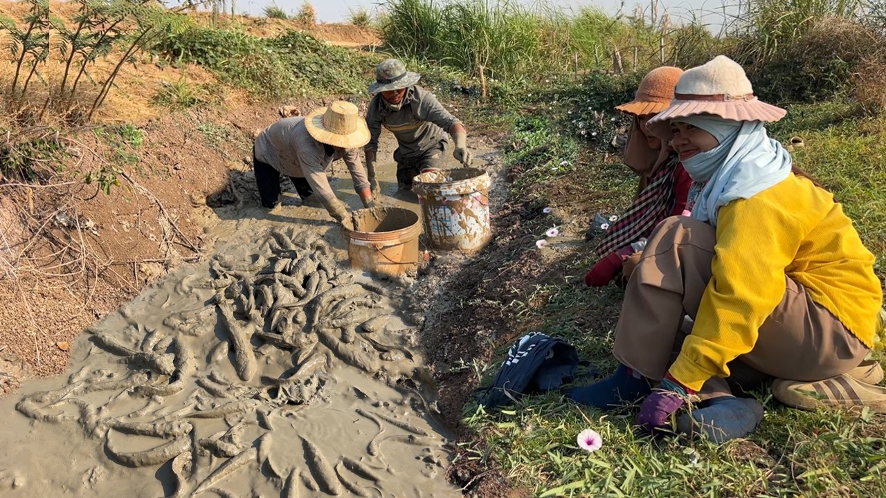 ក្រឡុកតូចជាប់ផ្លូវ សុទ្ធតែត្រី នៅរដូវប្រាំងរីងទឹកអស់
