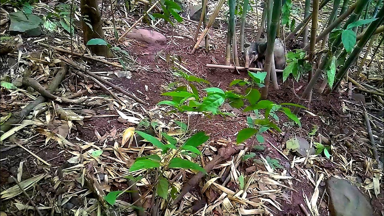 เจอสัต์ครึ่งหมูครึ่งหมา ถูกกับดัก