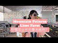 Discover the fragrant lime farm of mountain futures in yunnan