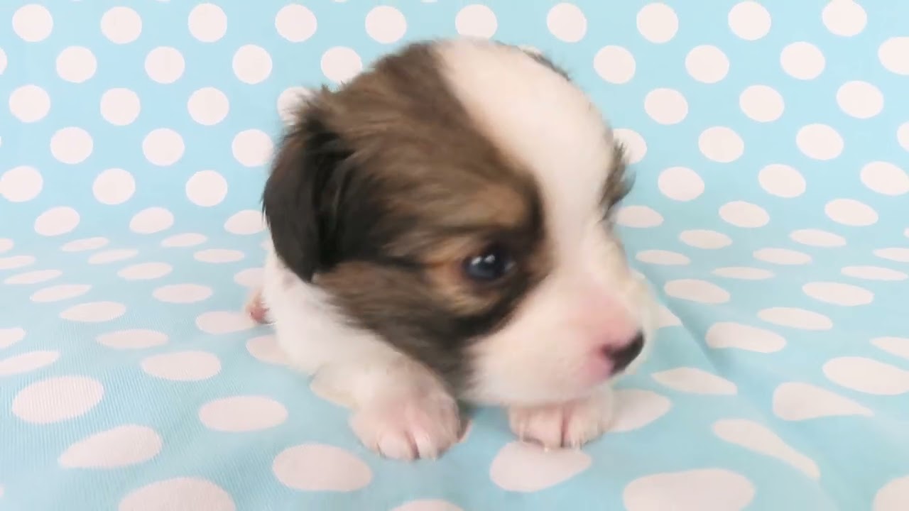 0728パピヨン子犬カンm2 - YouTube