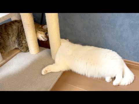 顔が挟まっている猫が倒れていました…。