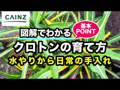 カインズ花図鑑 クロトンの育て方 Youtube