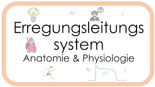 Erregungsleitungssystem des Herzens - Physiologie - Aktionspotential Sinusknoten Arbeitsmyokard