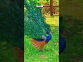 Beautiful peacock #shorts #trending #love #nature #aesthetic #instrumental