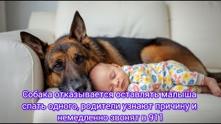 видео: Собака отказывается оставлять малыша спать одного, родители узнают причину и немедленно звонят в 911 картинка: Собака отказывается оставлять малыша спать одного, родители узнают причину и немедленно звонят в 911