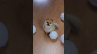 Stockvideo - Video Of A Pomeranian Dog Non Copyright Free Download Shorts