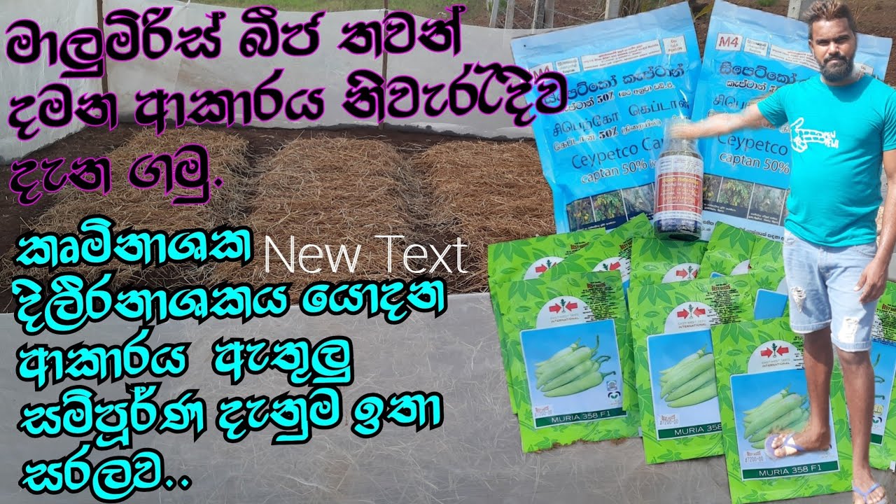 මිරිස් බීජ තවන් දමන ආකාරය නිවැරැදිව දැන ගමු..Smart Agri &Cooking