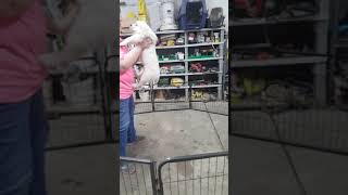 golden retriever puppy Dulcie Volhard temperament test