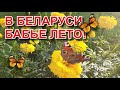 КАРТОШКУ СОБРАЛИ//БОЛЕЗНЬ НАРУШИЛА ВСЕ ПЛАНЫ