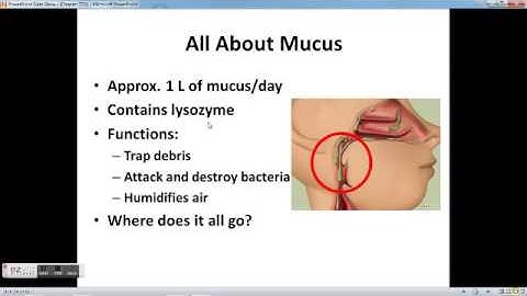 Chapter 22 Respiratory System part 1