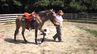Saddle Training Rerun Mule - Part I:  Round Pen Work
