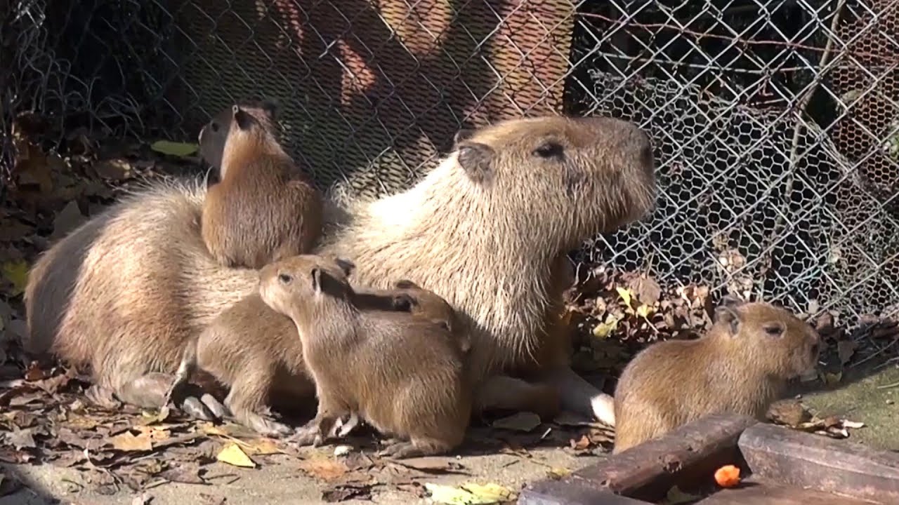 Cutest Capybara Babies You Have Ever Seen - YouTube