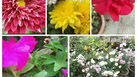 My lovely winter garden ....8.1.2020 ll winter garden overview ll