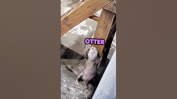 Otter On The Dance Floor!