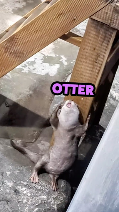 Otter On The Dance Floor!