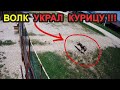 ВОЛК УКРАЛ КУРИЦУ В ДЕРЕВНЕ !!! ВОЛК НА ОХОТЕ/ВОЛК АТАКУЕТ/ВОЛКОСОБ/АЯВРИК.