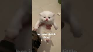 bro is doin his little dance (cat meme)