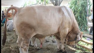 Jangan Kaget Ada Sapi Pegon Raksasa 1 Ton Up Bos