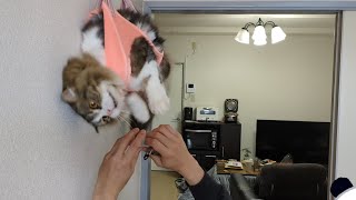 猫を吊るしたまま爪切りしたらおとなしくなるって聞いたのにとんでもないことになりました… by スコまる。 1,731 views 4 months ago 4 minutes, 14 seconds